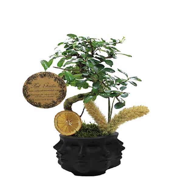 BLACK FACES BONSAİ