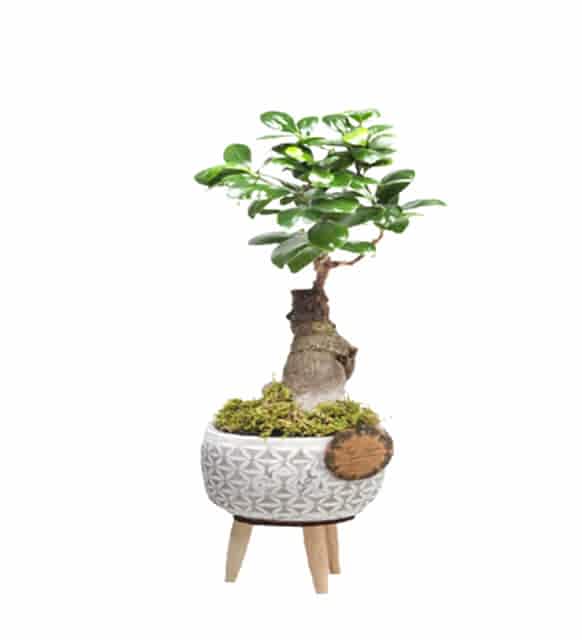 FİCUS BONSAİ